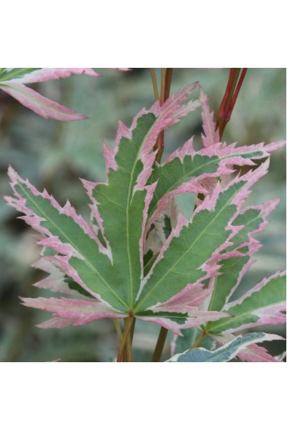 Клен пальмолистий Butterfly листя